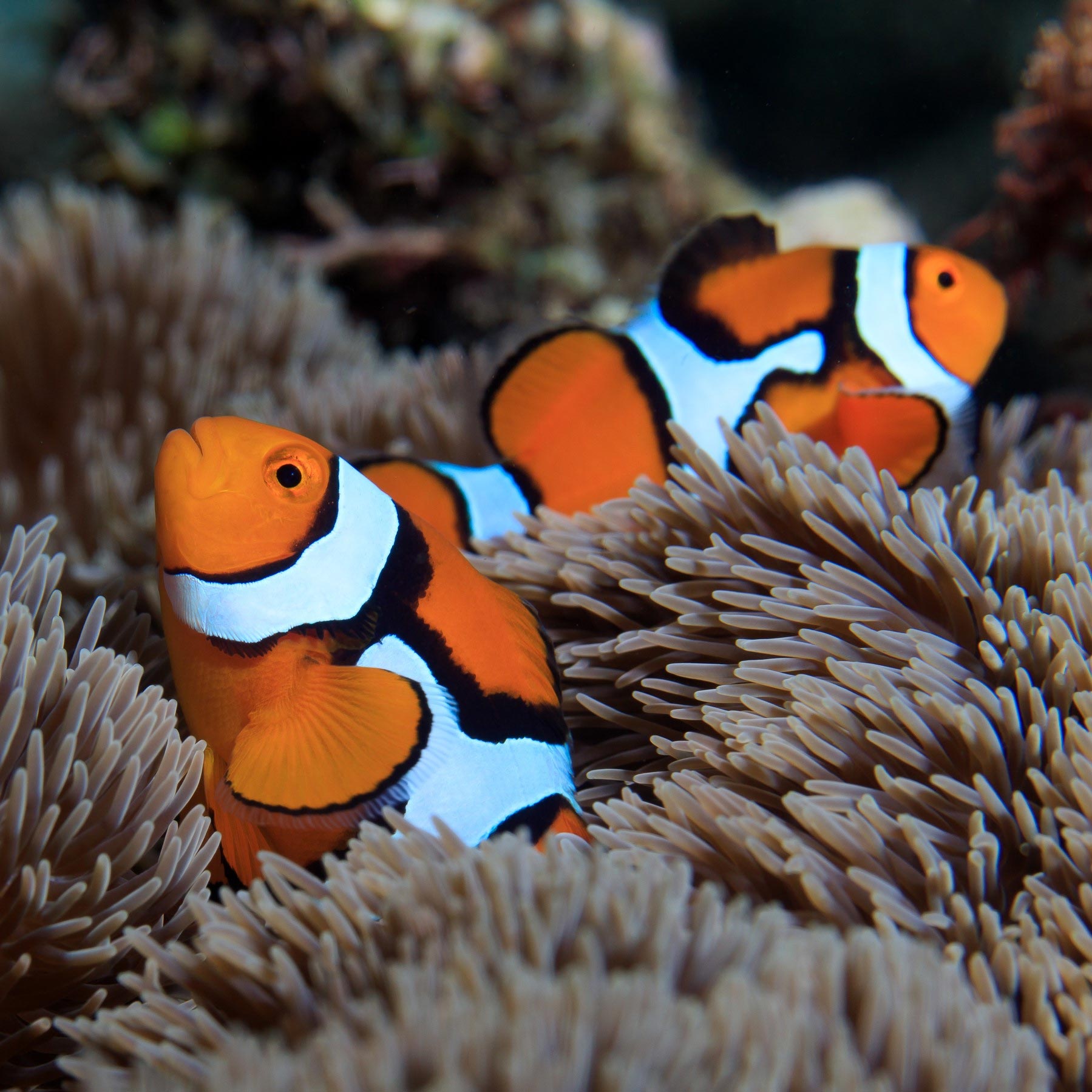 Collection 90+ Images Clown Fish In The Great Barrier Reef Sharp