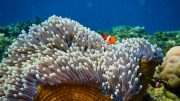 A Clownfish in an Anemone