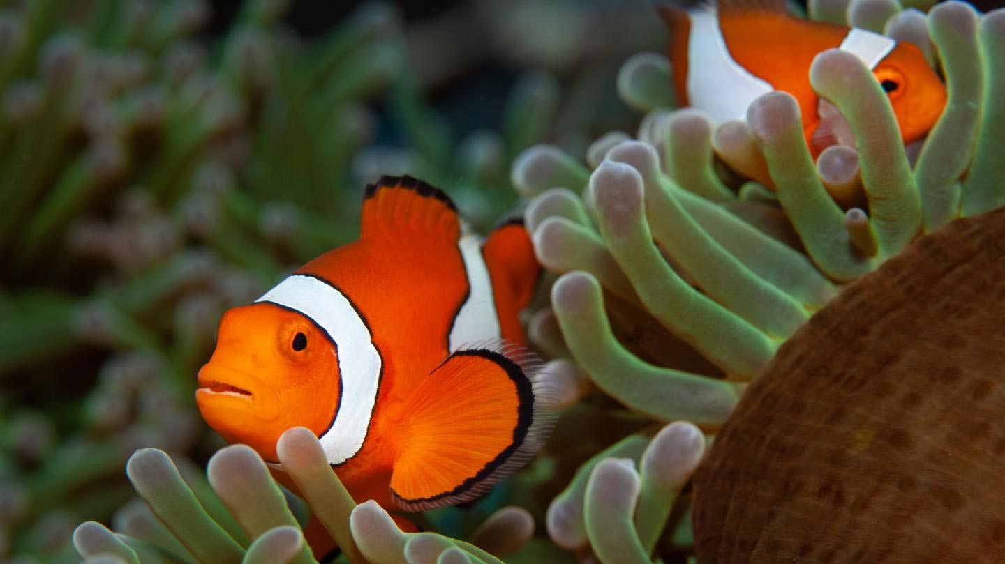 The beloved anemone fish popularized by the movies "Finding Nemo&a...