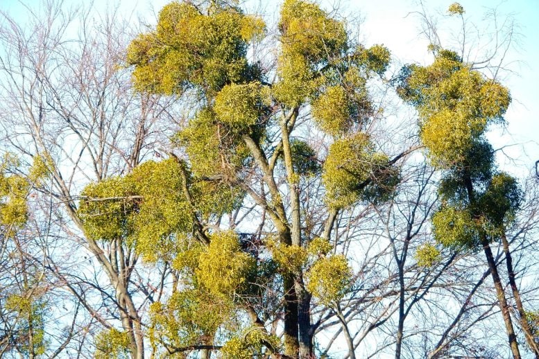 Clumps of Mistletoe in Trees