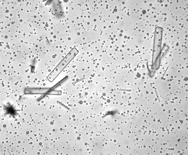 Co Existence of Crystals and Droplets