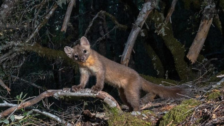 Coastal Marten