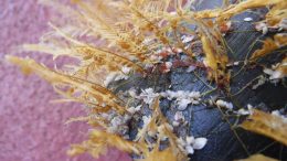 Coastal and Open Ocean Species on Debris