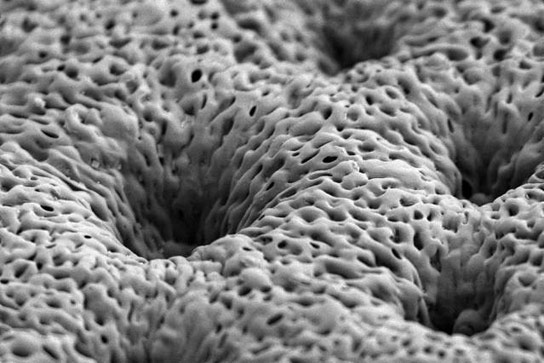 Coated Tissue Scaffolds Help the Body Grow New Bone