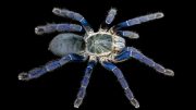 Cobalt Blue Tarantula (Hapolpelma lividum)