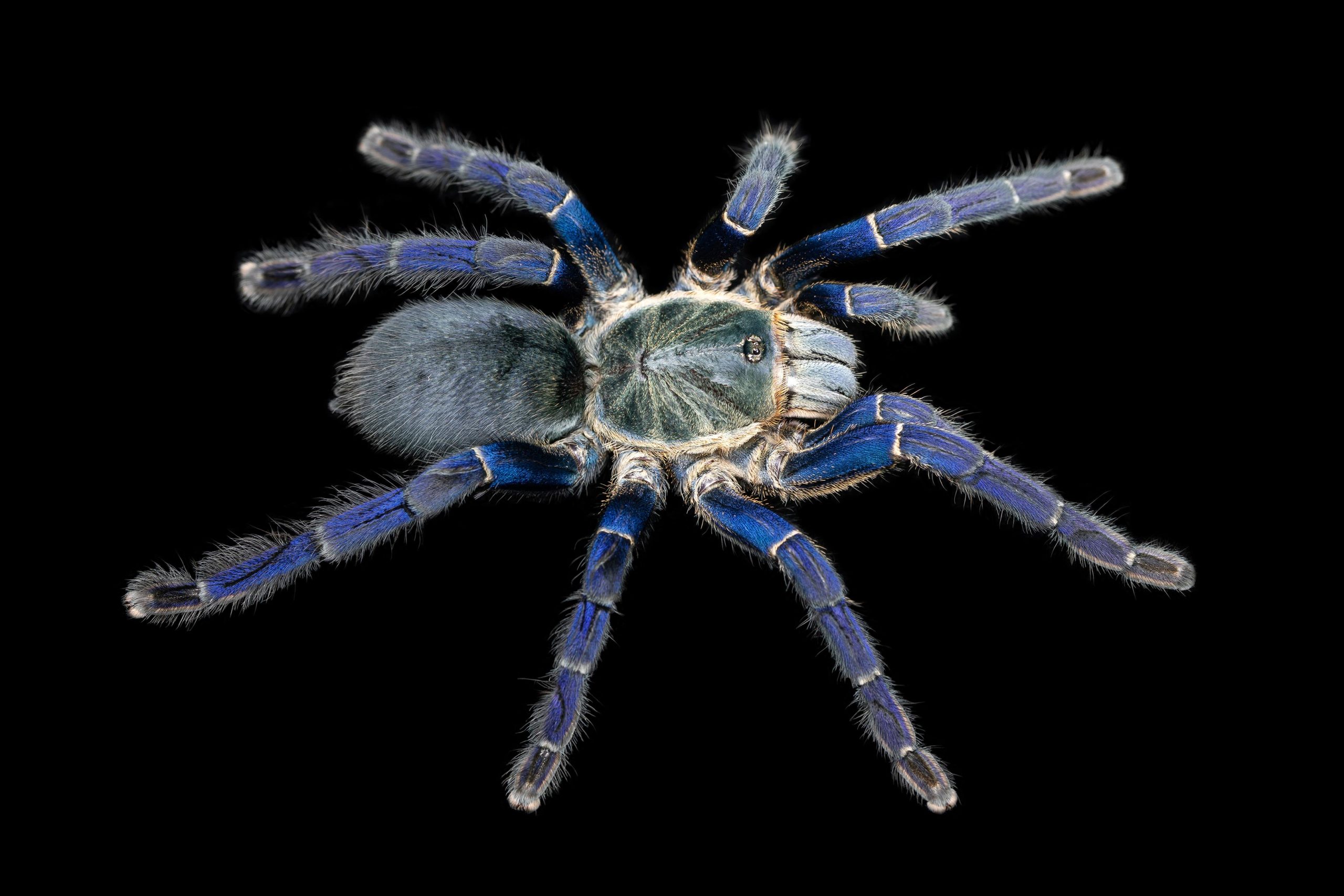 tarantula cobalt blue price