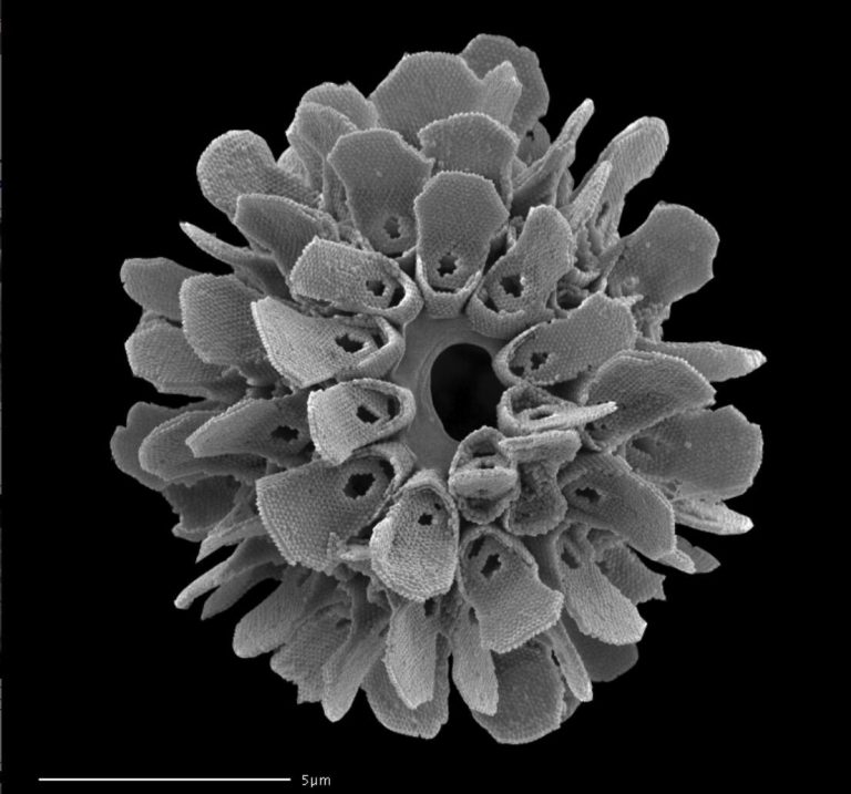 World’s Most Complex Microparticle Ever Made – Synthetic That Surpasses ...