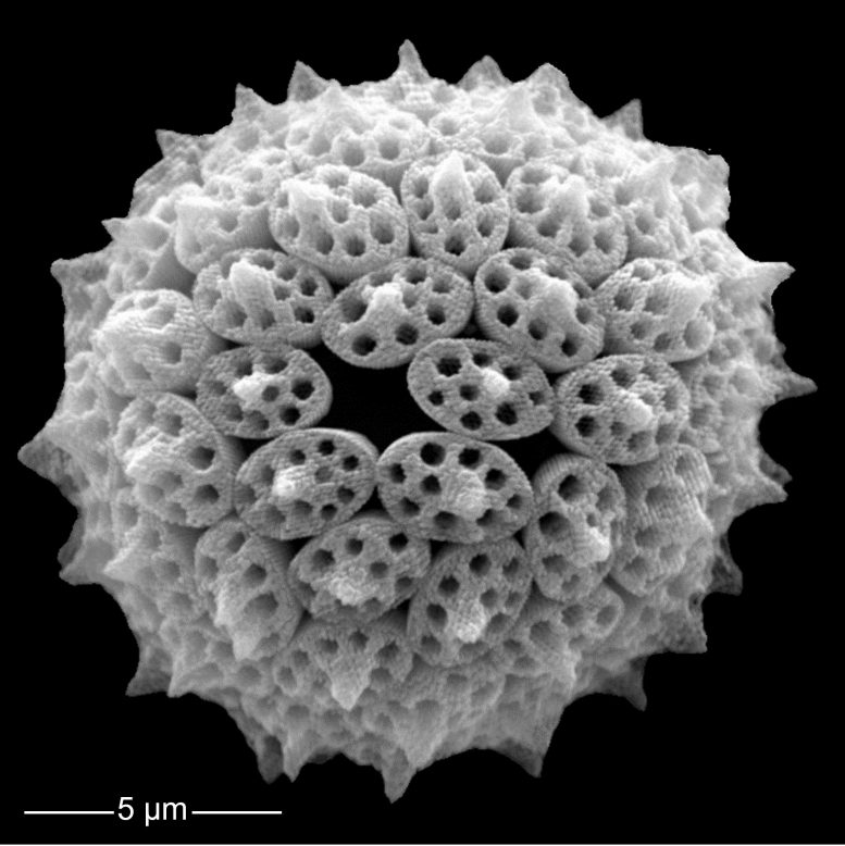 Coccosphere of a Holococcolithophore From the Eastern Mediterranean Sea