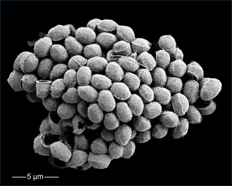 Coccosphere of a Holococcolithophore From the Northeastern Pacific Ocean