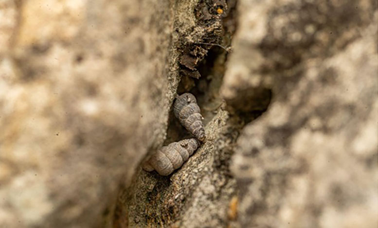 Cochlostoma Dobrido in a Crack