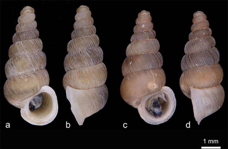 Cochlostoma Komarnica and Cochlostoma Dobrido Comparison