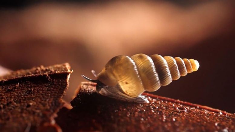 Cochlostoma Snail Crawling in Montenegro
