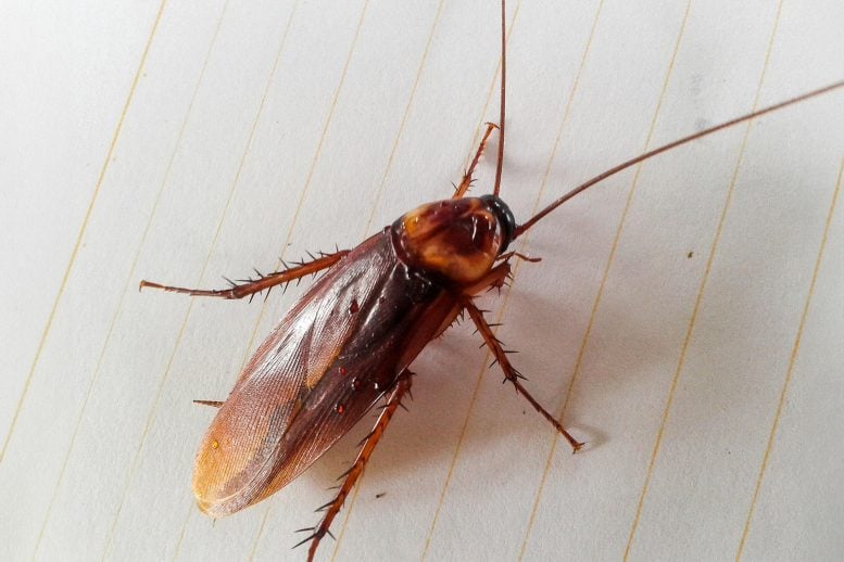 Cockroach Close Up