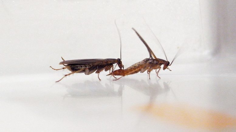 Cockroach Courtship Involves Chemical Gift