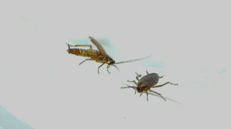 Photo of Cockroach Courtship
