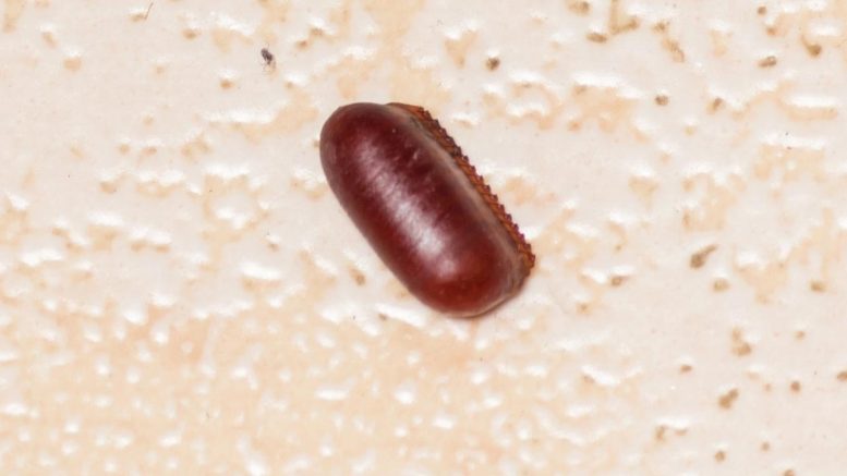 Cockroach Egg Case