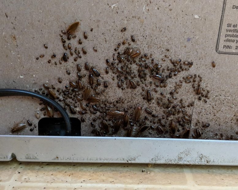 Cockroach Infestation