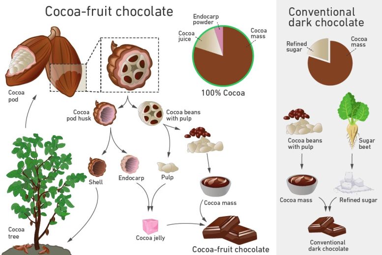 Cocoa-Fruit Chocolate Illustration