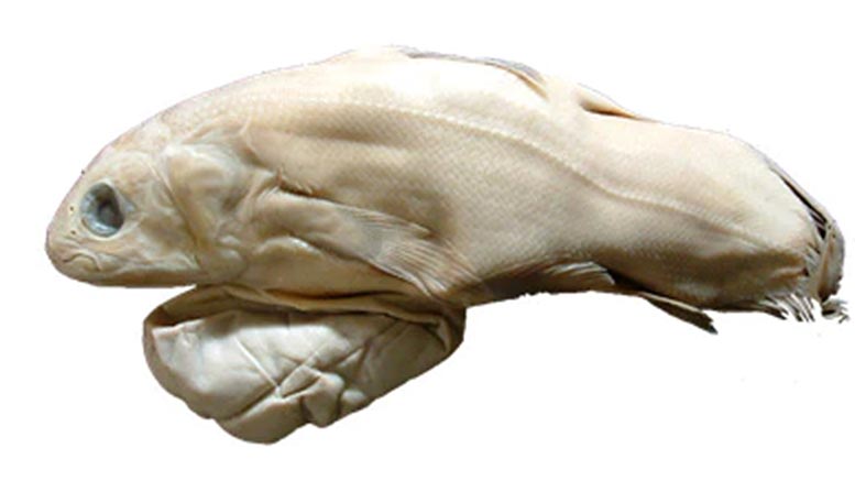 Coelacanth Embryo