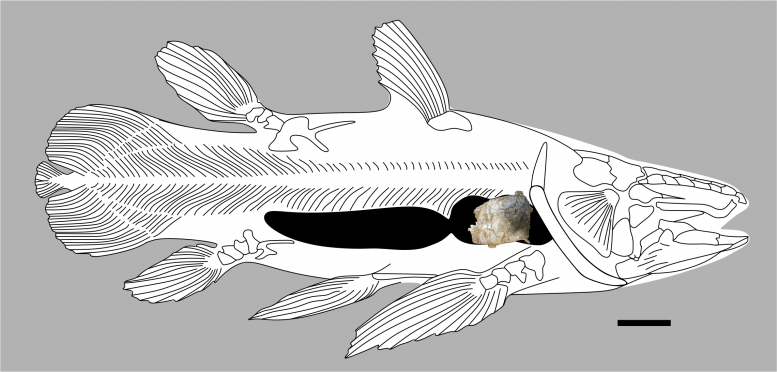 Coelacanth Lung