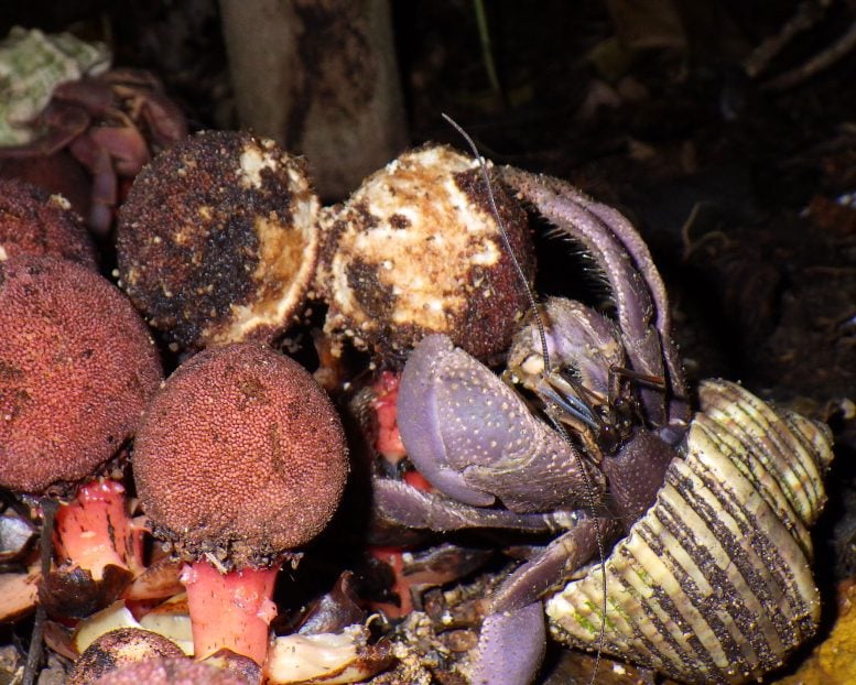 Scientists Discover Hermit Crabs Doing a Job No One Expected