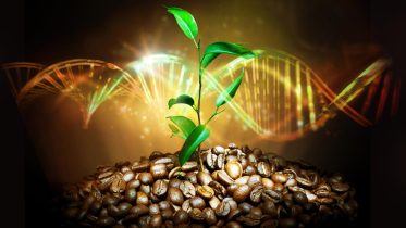 From Ancient Roots to Future Brews: Unveiling Coffee’s Prehistoric Genome
