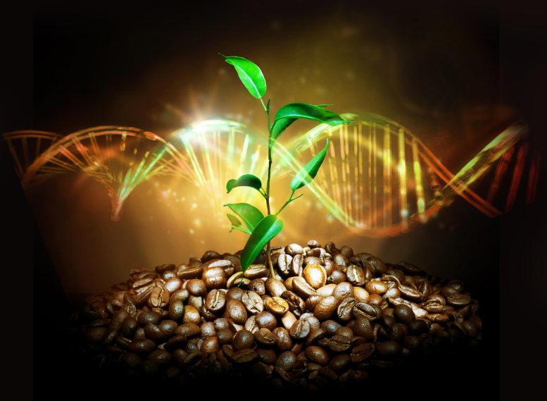Coffee Genome Illustration