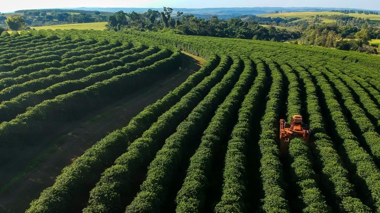 Coffee Plantation Field With Harvester