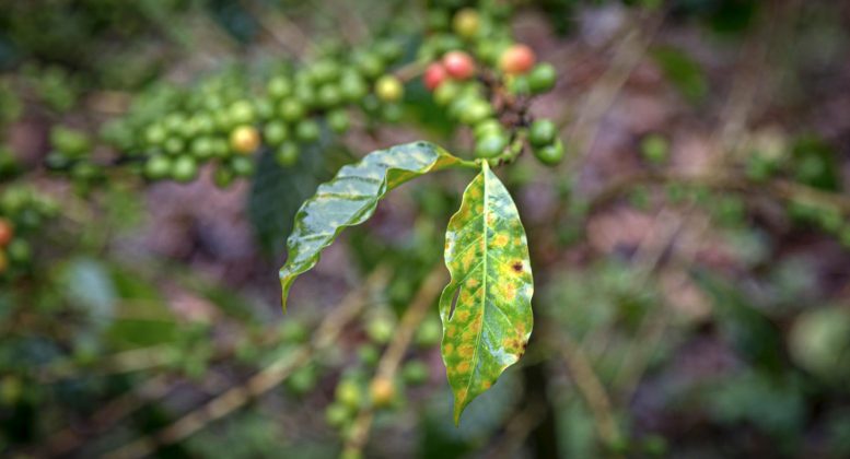 Coffee Rust Leaves