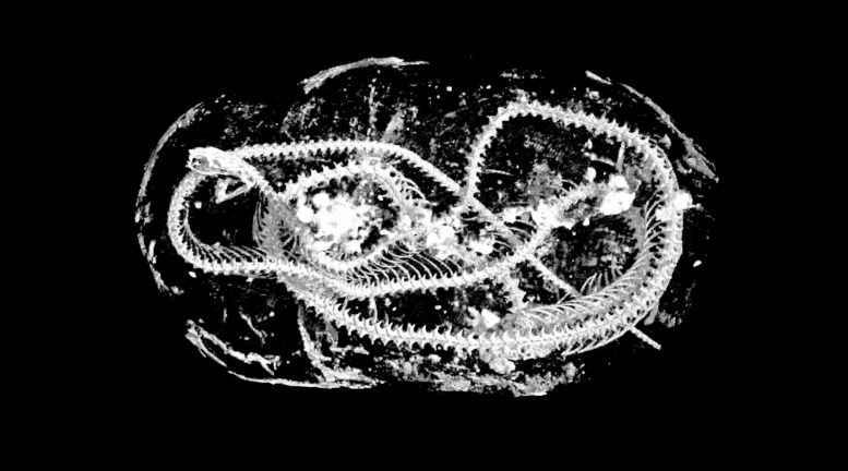 Unique Snapshot of Ancient Animal Mummification Through Advanced X-ray  Imaging