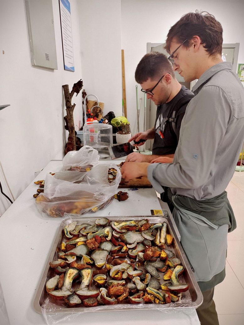 Colin Domnauer and a Colleague Slice Freeze and Dry Fresh Lanmaoa asiatica
