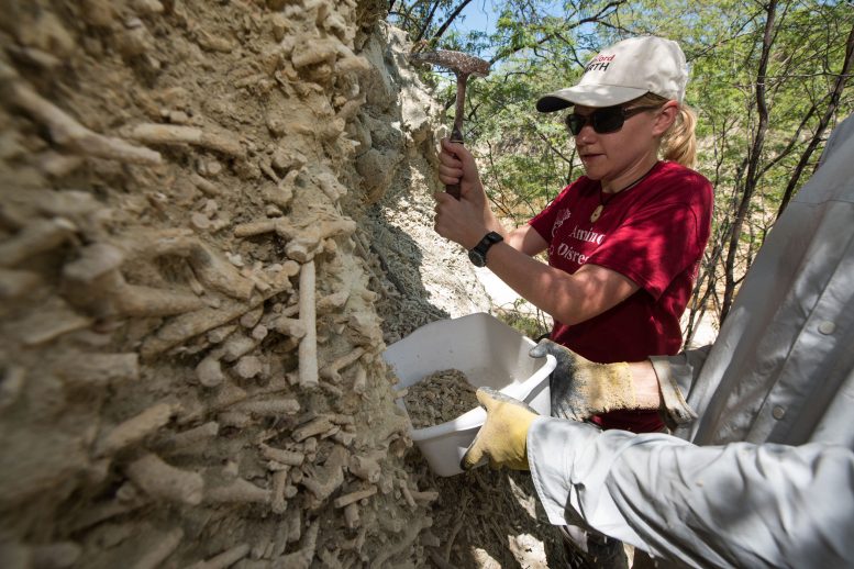 Collecting Sediments From a 7,000 Year Old Fossil Reef Exposed in the Dominican Republic