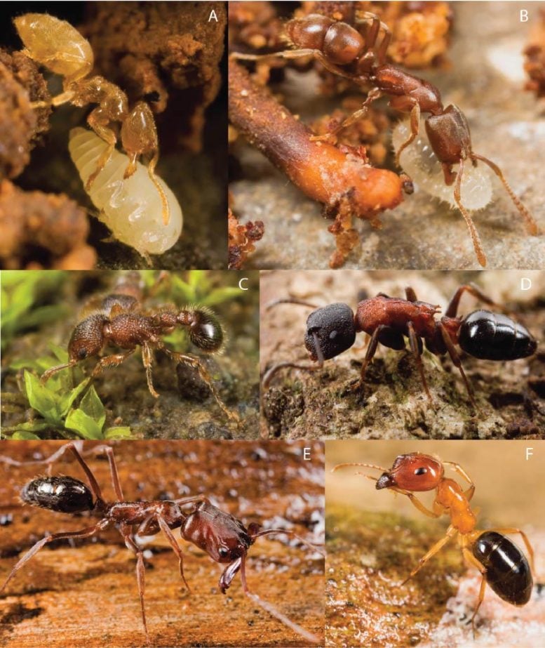 Collection of Ants Found in Fiji