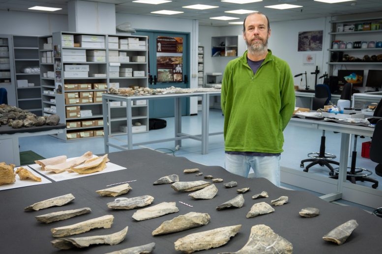 Collection of Bone Tools Olduvai Gorge
