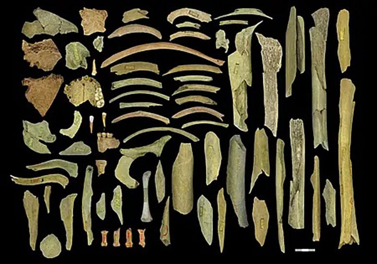Collection of Neanderthal Skeletal Elements Retrieved From Goyet Cave in Bel Gium
