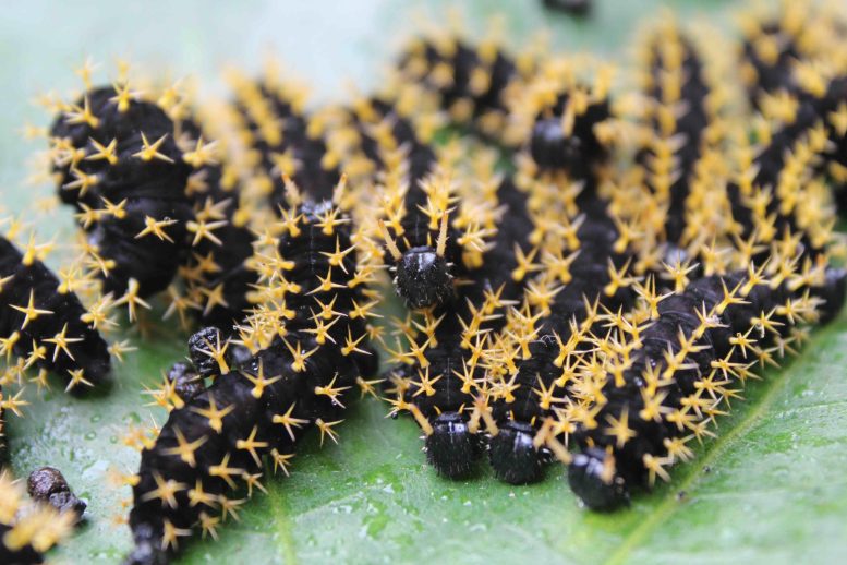 Colobura Butterfly Caterpillars With Yellow Spines