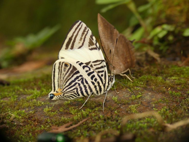 Colobura Butterfly Displaying Zebra Striped Wings