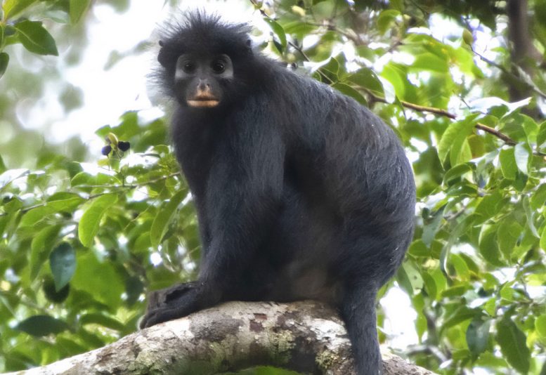 Colobus Congoensis Perched on Forest Branch