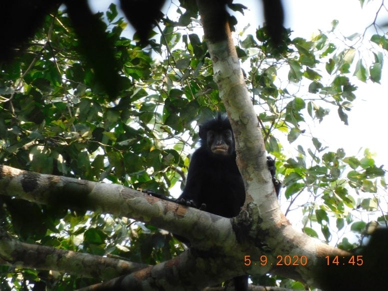 Scientists Spotted This Mysterious Congo Monkey 18 Years Ago – Now They Finally Know What It Is