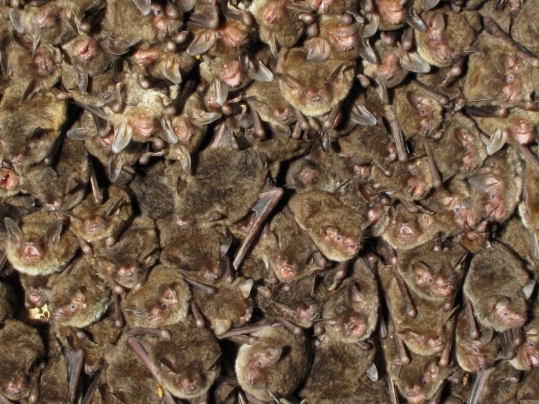 Colony of Bats