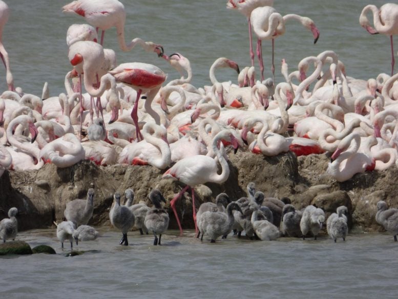 Flamingo dapat menahan rahasia untuk penuaan yang lebih lambat, penelitian ini mengungkapkan 1 Koloni flamingo dengan anak ayam mereka di kolam fangassier