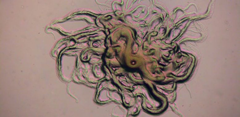 Nearly Invisible Fish-Killing Pathogens Found in Brazil for the First Time