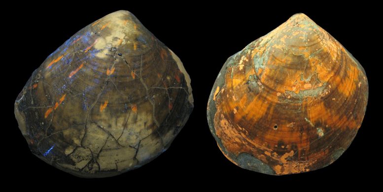 Color Pattern Variations in the Fossil Scallop Pleuronectites