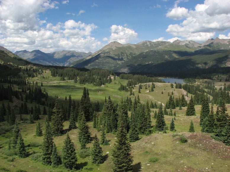 Colorado Meadow