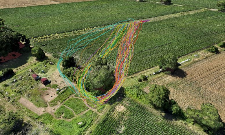 Colored Flight Paths of Bees