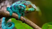 Colorful Chameleon