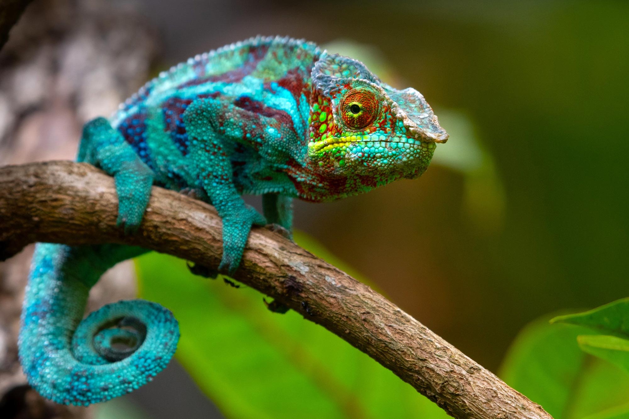 Researchers Develop a Flexible Color-Changing Film Inspired by Chameleon  Skin