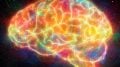 Colorful Human Brain Illustration