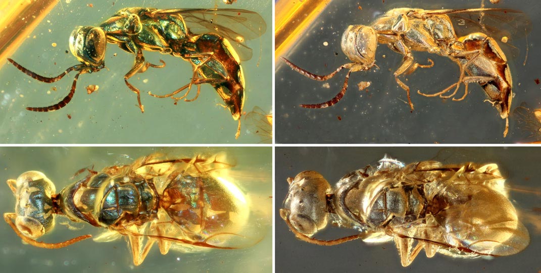 Amber Beetle Fossil Natürlichen Wahre Insektenproben Manuelles Polieren