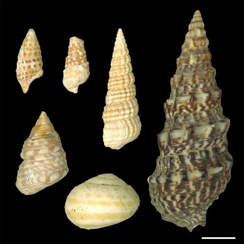 Coloured Fossil Snail Shells and a Snail Shell From Modern Times